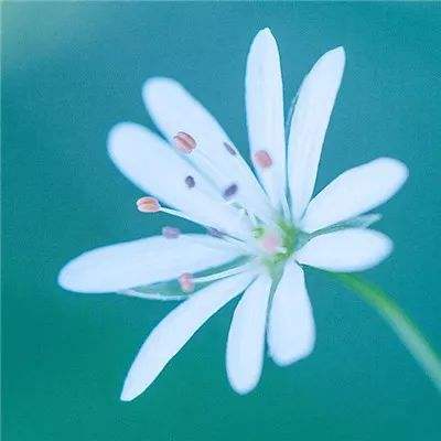 蜀山奇侠录手游下载